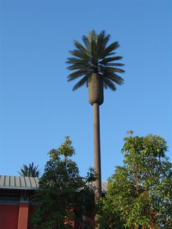 8 foot pineapple monopalm