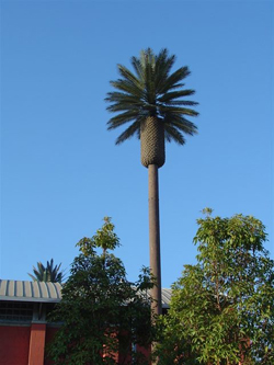 8 foot pineapple monopalm 8 foot pineapple monopalm