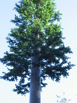 Monopine