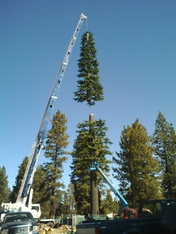 Pine-Construction.jpg